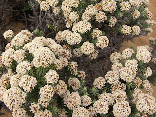 Heath plant, Crescent Bay Track - 3rd January 2009