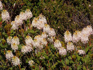 Bellendena montana, Mountain Rocket; Hartz Mountains - 26th January 2009