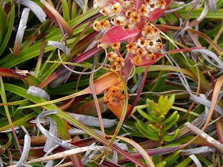 Curly Mountainheath, Dracophyllum milliganii, Tarn Shelf, Mt Field National Park - 13th February 2009