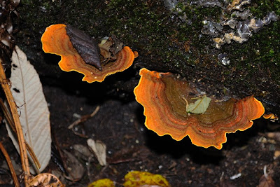 Fungi, South Cape Bay Track - 2nd September 2009