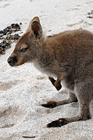 Bennets Wallaby, Wineglass Bay - 19th September 2009