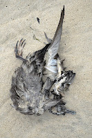 Dead Shearwater, South Cape Bay - 7th November 2010