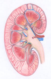 منقوع البقدونس لغسيل الكلى وصحتها  Kidney+cross+section
