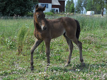 Juli 2010