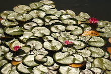 Lily Pads 1