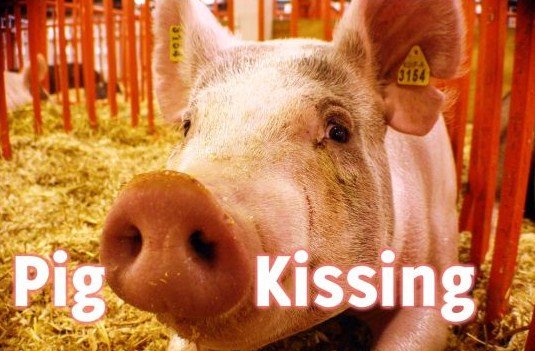 [pig-kissing[1].jpg]