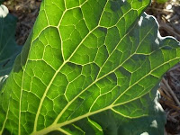 photo of savoy cabbage leaf from the martinhoward flickr collection