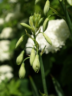 Galtonia viridiflora - sommerhyasinth