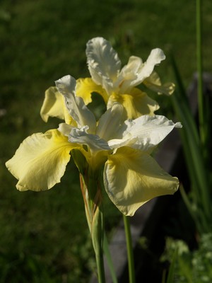 Iris sibirica 'Butter and sugar'