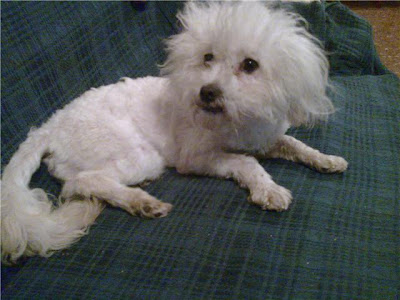 CACHORROS EN ADOPCIÓN - ADOPTAR UN CACHORRO: LYON: BICHÓN MALTES DE 2 AÑOS