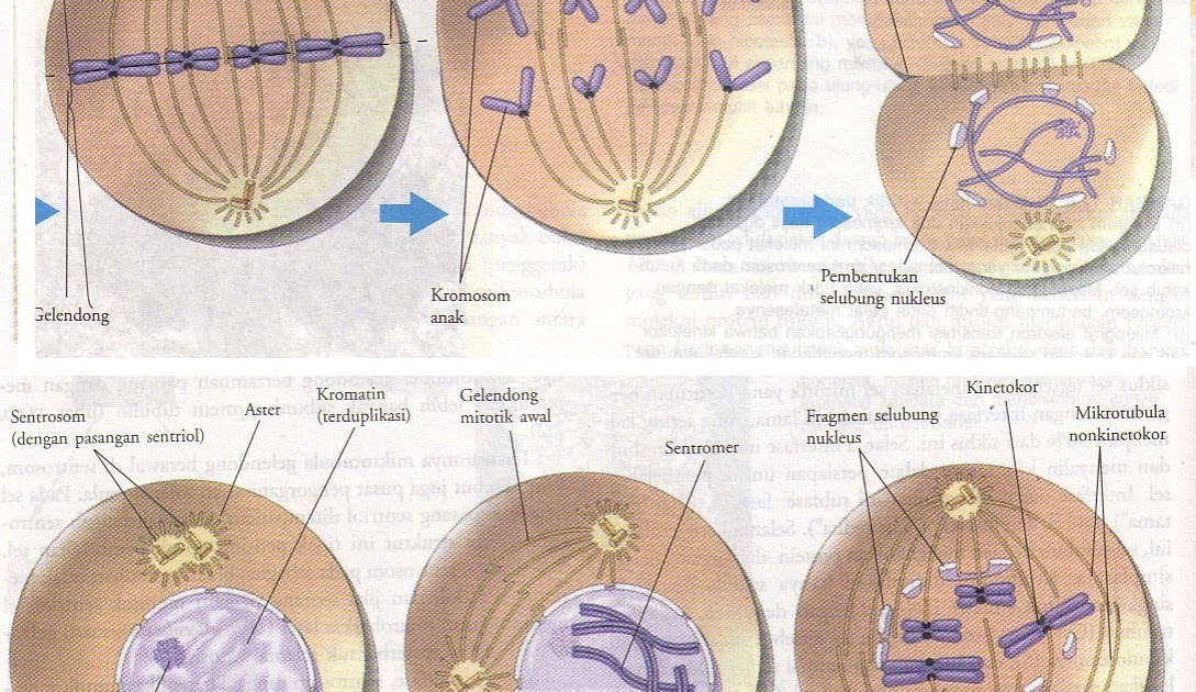 Selamat Datang Pembelahan Mitosis