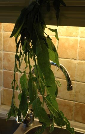 [salvia]