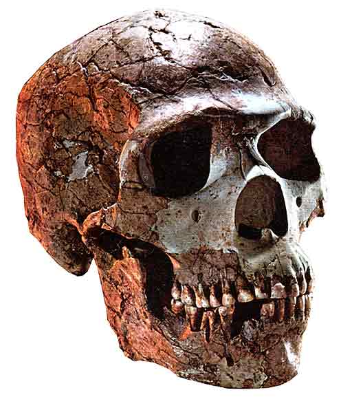 Lucy The Neanderthal