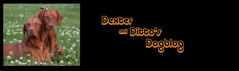 Dexter and Ditto