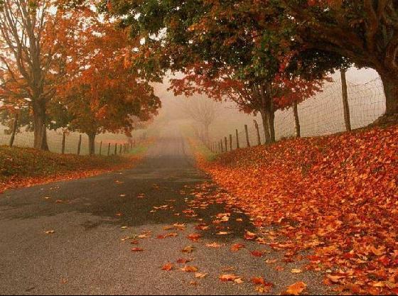 843408-autumn-autumn_oaks.jpg