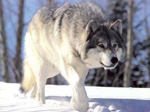 Male Wolf