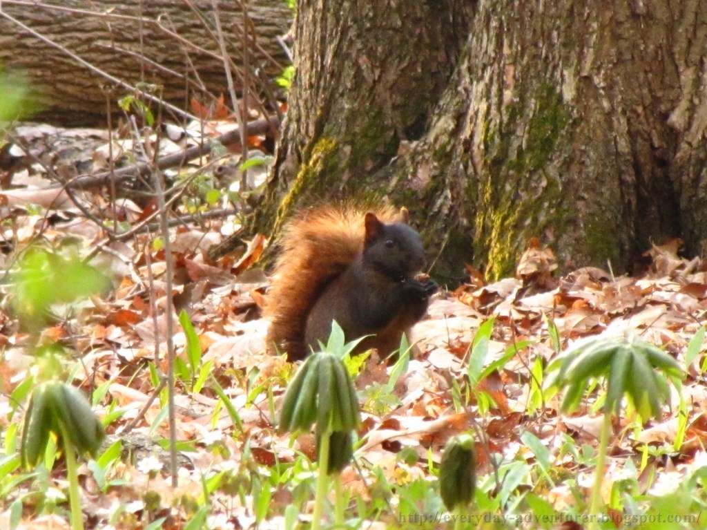 The Behavior Of Squirrels