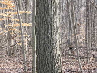 Black Squirrel