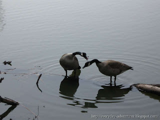 Honking Geese