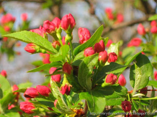 apple buds