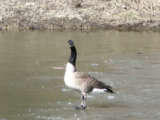 Canada Goose