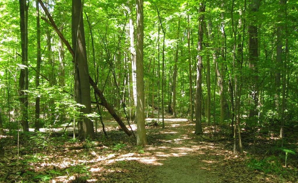 The Everyday Adventurer The Smell Of Nature