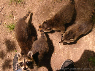 raccoons