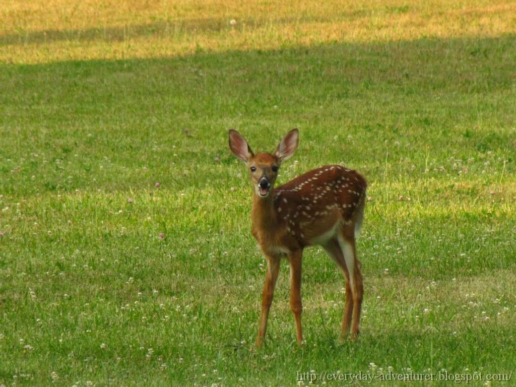 The Everyday Adventurer Wayward Babies