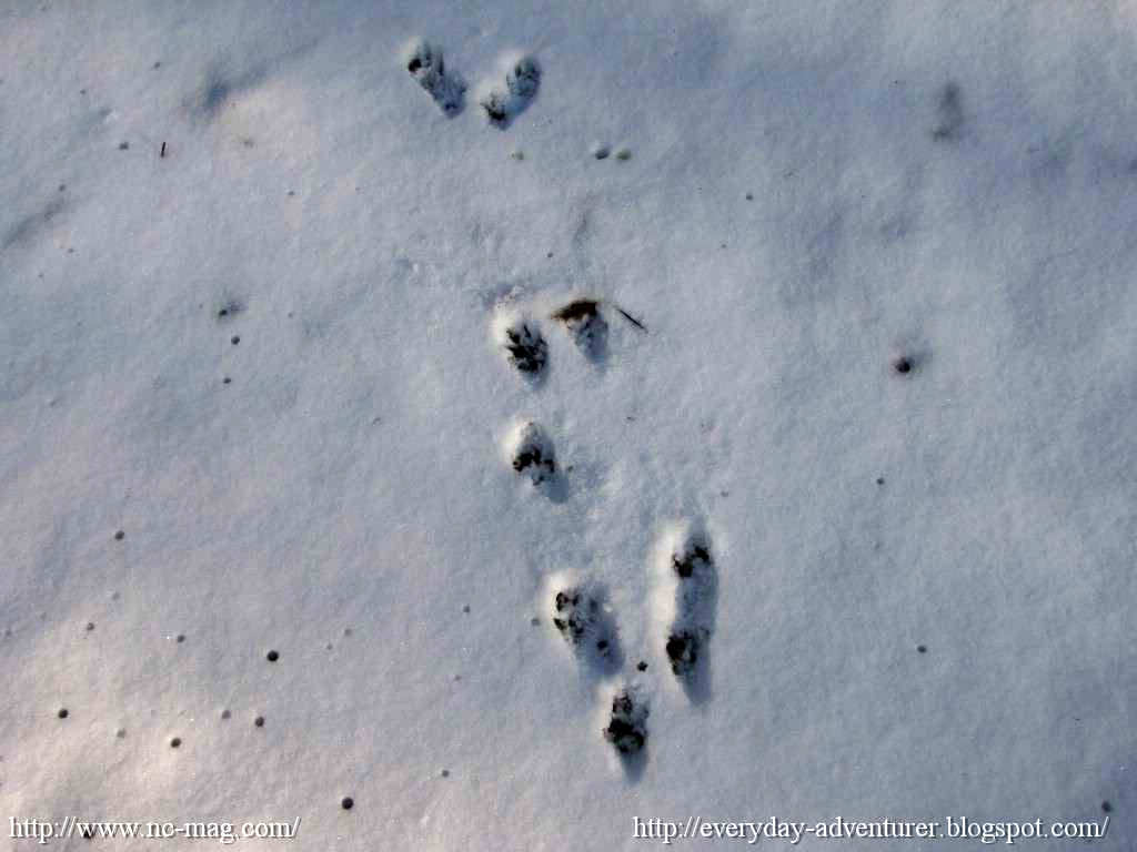 RAT FOOTPRINTS Images Frompo
