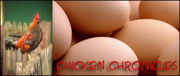 Chicken Chronicles