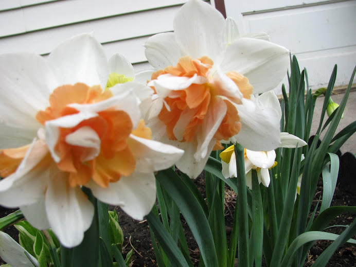 Double Blossom Daffodil