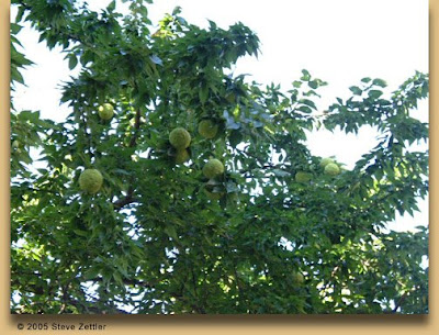 This is a 'female' Osage Orange tree