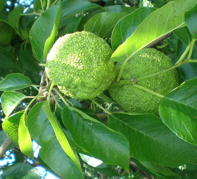 Osage Orange Tree (Harrodsburg, KY) Osage Orange Tree (Harrodsburg, KY)