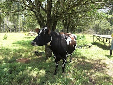 happy cows come from Costa Rica