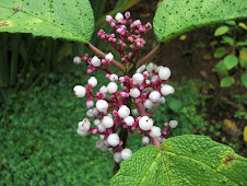 Urticaceae--stinging nettle--fruits