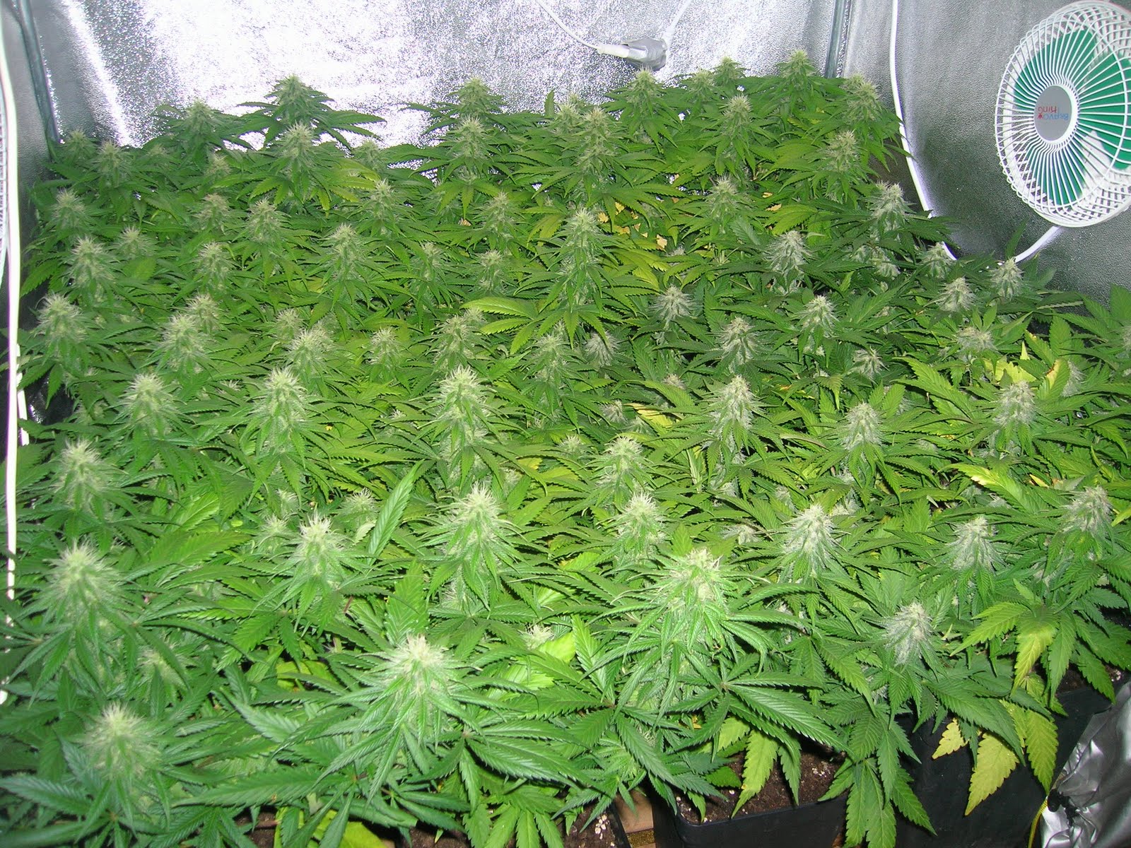 cultivo interior