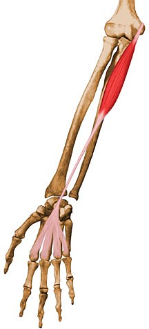 Kim Span: I don't have palmaris longus!