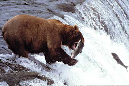 The Brown Bear