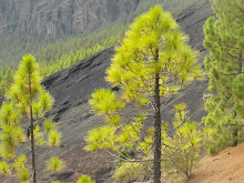 Pinos. Caldera de Pedro Gil. Arafo