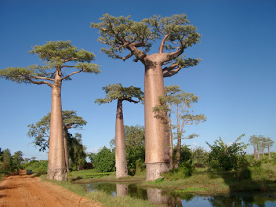 18 Foto Pohon Aneh di Dunia