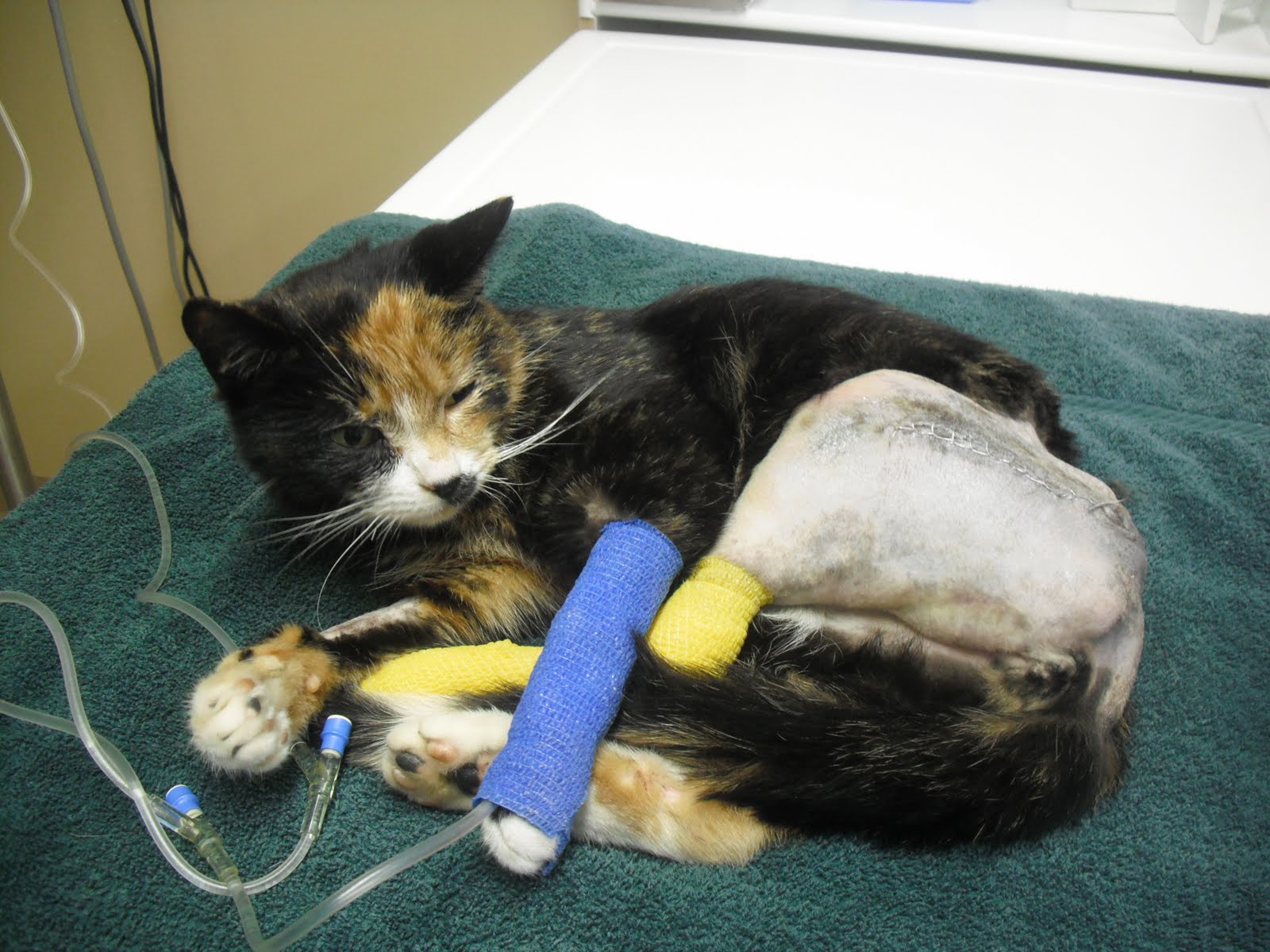 Drowning In Cats Featured Rescue Eva the Calico has a broken leg!