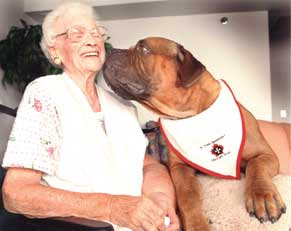 Some therapy dogs