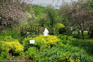 Kiev Botanical Garden Magnolia