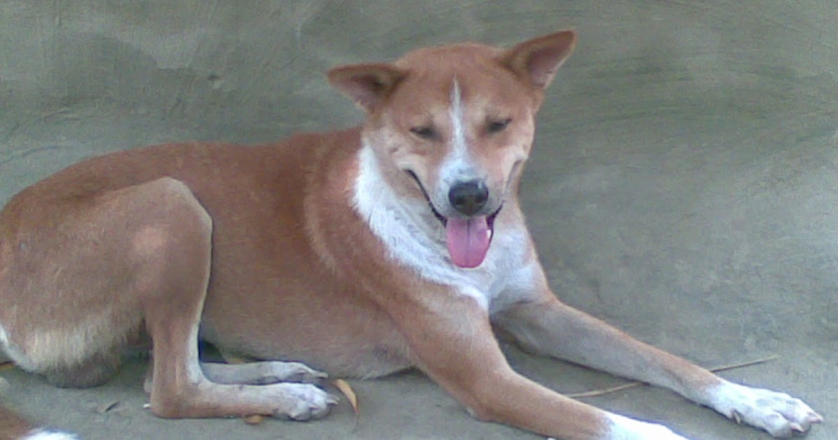 desi dog - 9 image- Movie,actress,image,bike india,best smartphone,new