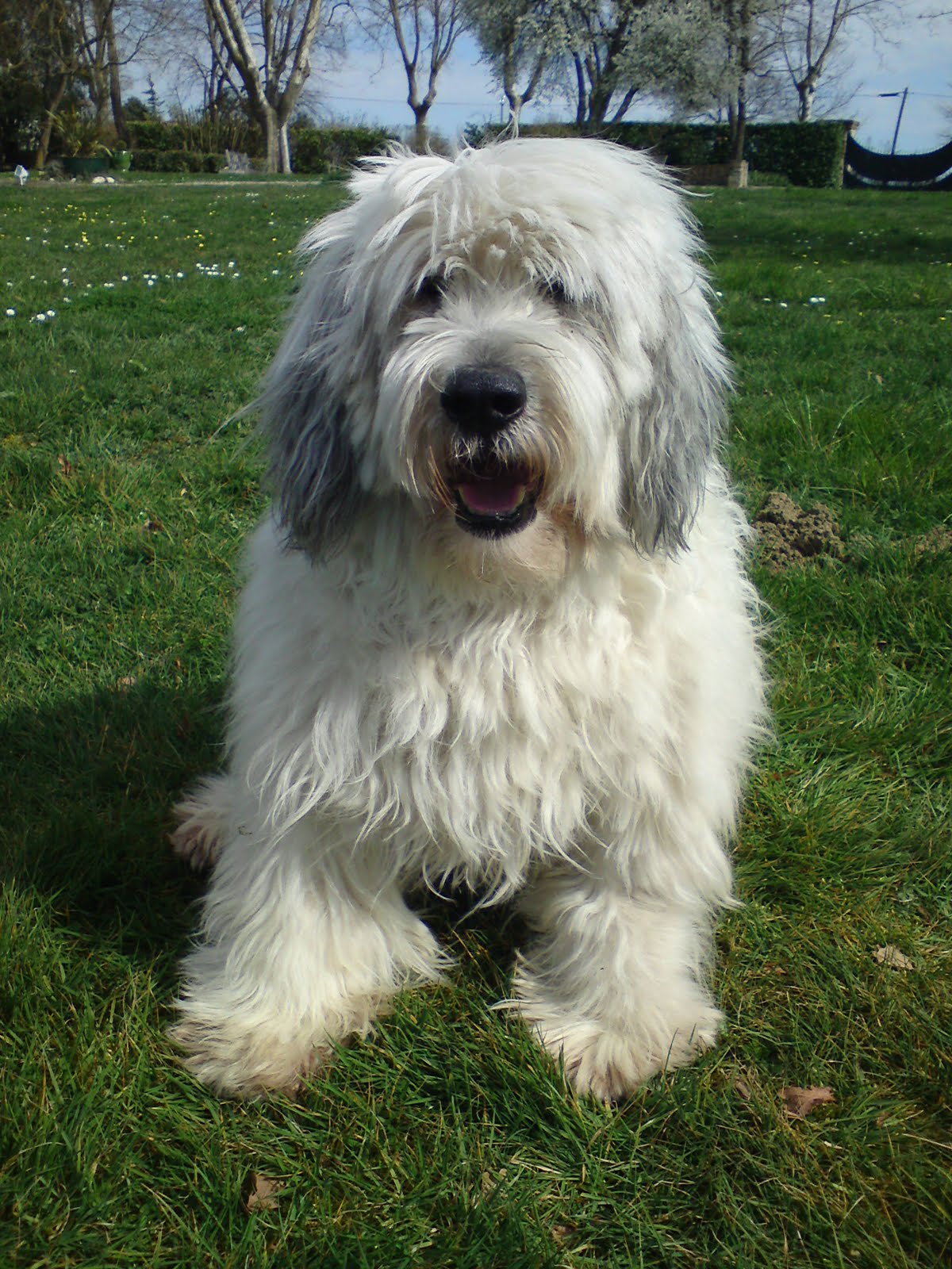 Wilf The Pon Discovers France Haircut Time