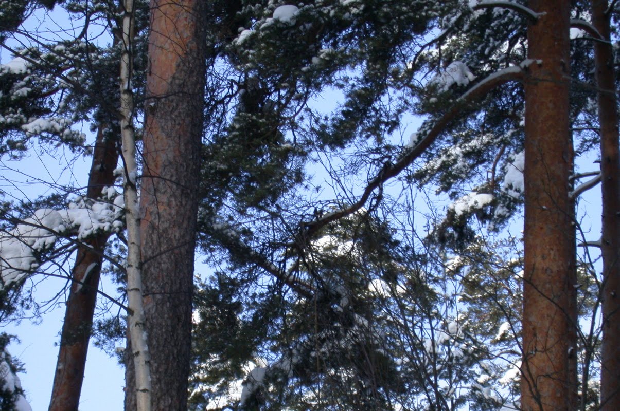 [Turku-trees11-2010-02-12.jpg]