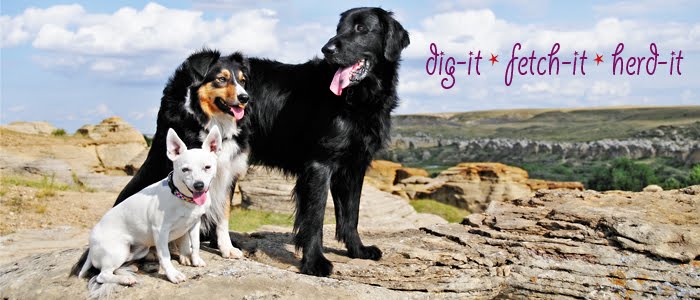 Dig-it Fetch-it Herd-it