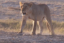 Amboseli