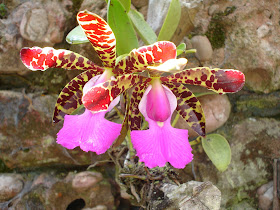 Orquídea da região do Morro do Pai Inácio