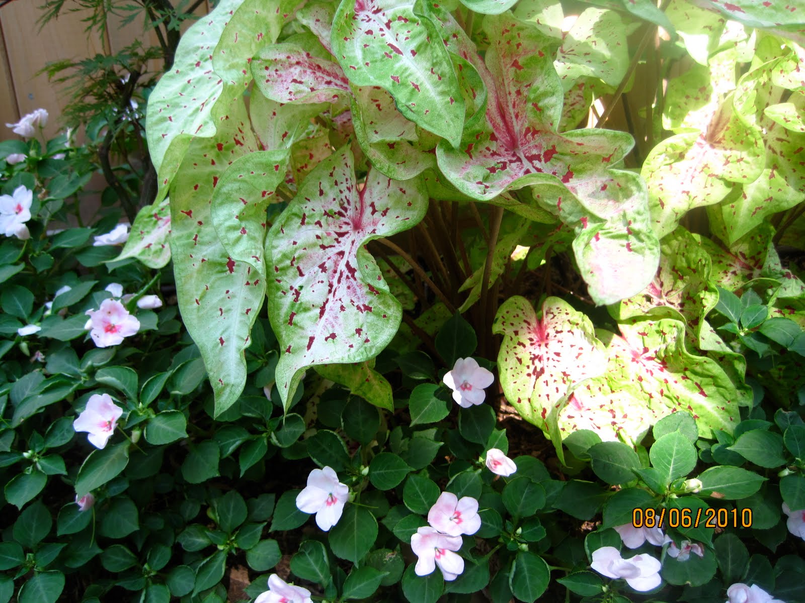 Limelight Hydrangeas In Bloom